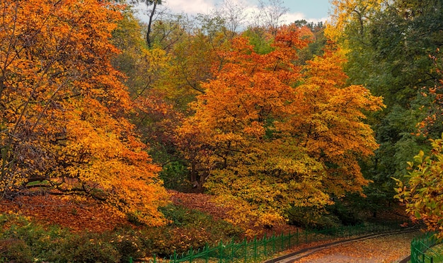 Loop in het herfstbos. Herfst kleuren. Herfst mist. Herfstkleuren