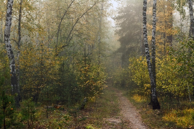 Loop in het herfstbos. Herfst kleuren. Herfst mist. Melancholie.