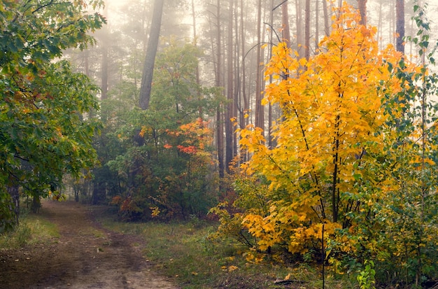 Loop in het herfstbos. Herfst kleuren. Herfst mist. Melancholie.