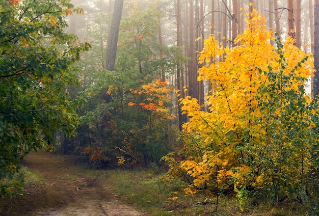 Loop in het herfstbos. Herfst kleuren. Herfst mist. Melancholie.