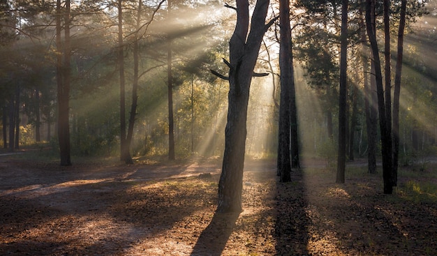 Loop in het zonnige bos. zonnestralen