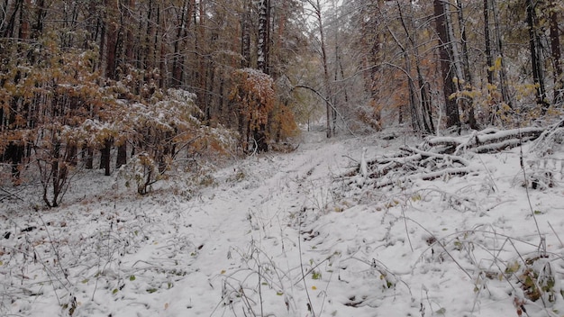 Loop langs het met sneeuw bedekte dennenbos wandelpad Perfect schilderachtig winters uitzicht met de eerste sneeuw op een zonnige dag in de vroege winter