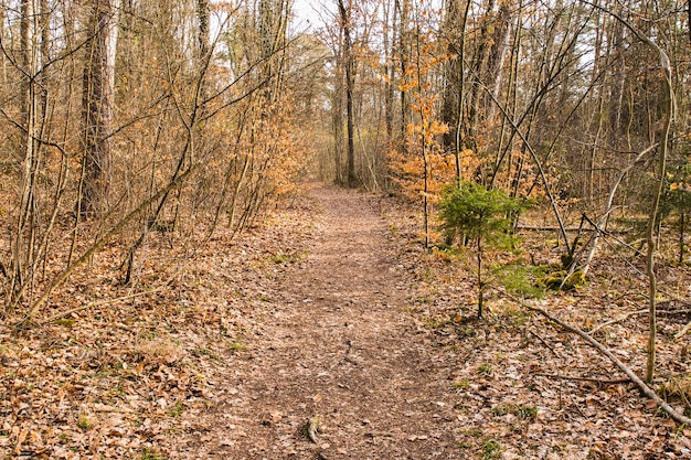 Loopbrug lane pad met bomen in het bos.