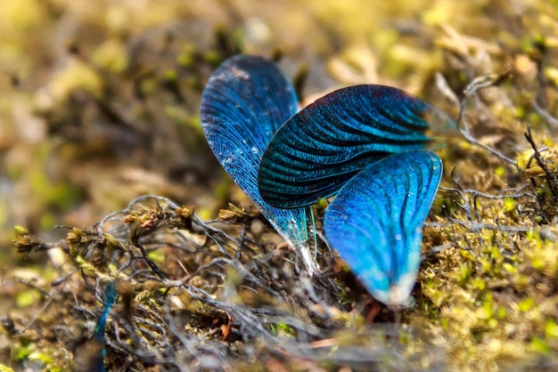 イトトンボ (Zygoptera) に属するゆるい青い羽