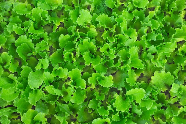 Loose leaf lettuce salad top view green vegan garden Green bushlike cabbage background with copy