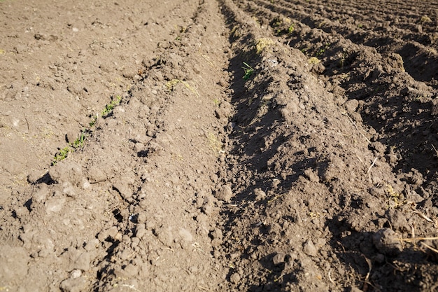 Loose soil before planting vegetables on a spring day, agriculture