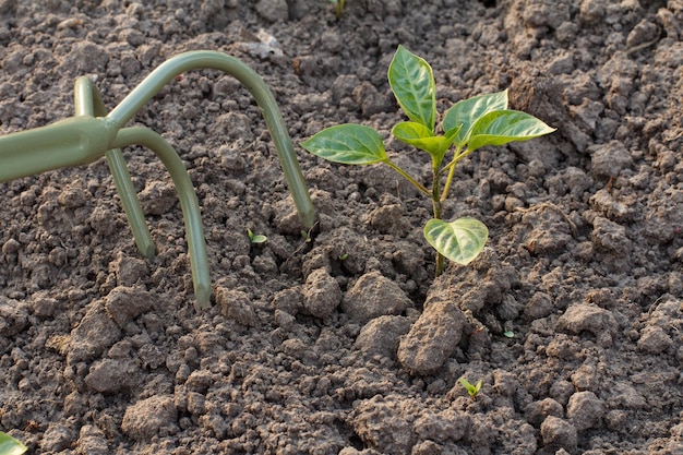 Photo loosening soil around young bell pepper bush using a small hand garden rake