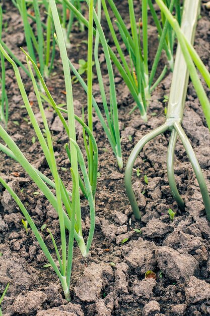 写真 小さな手熊手を使って若いネギの周りの土を緩めます。庭で野菜を育てる。