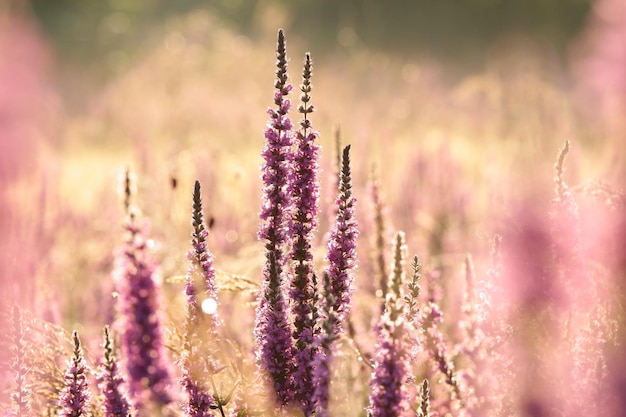 Loosestrife - lythrum salicaria su un prato all'alba