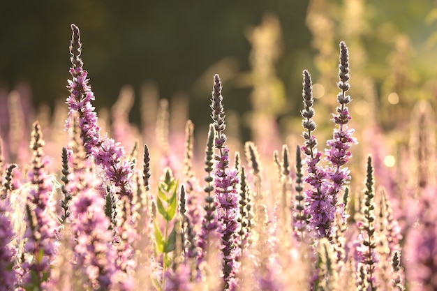 Loosestrife-일출 동안 풀밭에 Lythrum salicaria