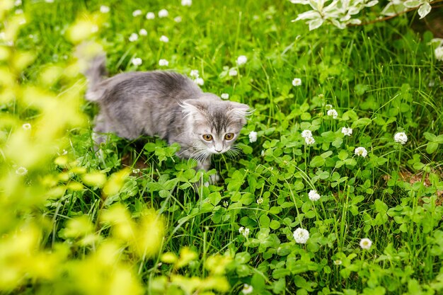 A lop-eared cat kitten walks outside in the green grass among\
the clovers