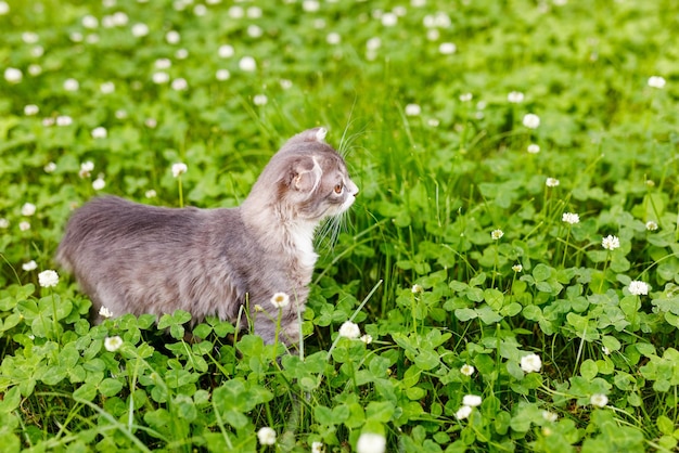 A lop-eared cat kitten walks outside in the green grass among the clovers