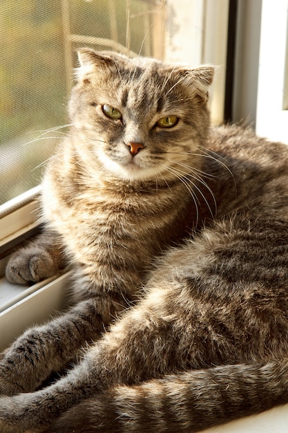 A lop-eared Scottish cat of gray color with bright yellow eyes lies on the window