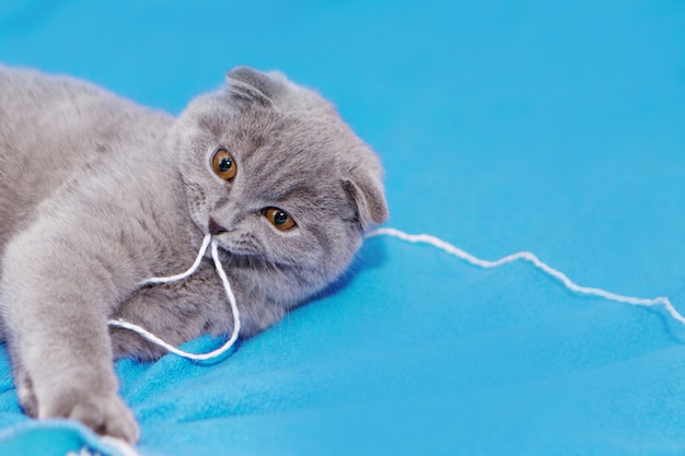 A lop-eared Scottish cat plays with balls of yarn. An animal on a blue background. fun for pets