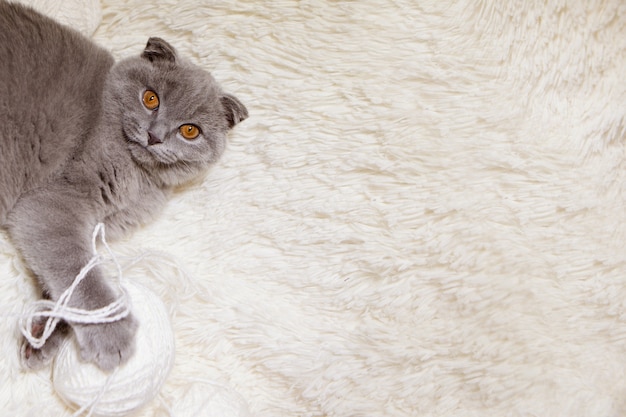 A lop-eared Scottish cat plays with balls of yarn