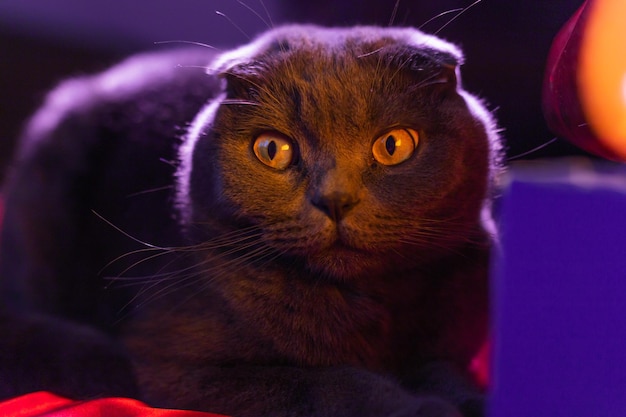 Lopeared british cat gray and purple hue Scottish cat Foldeared Scotsman Beautiful cat closeup Creative photo