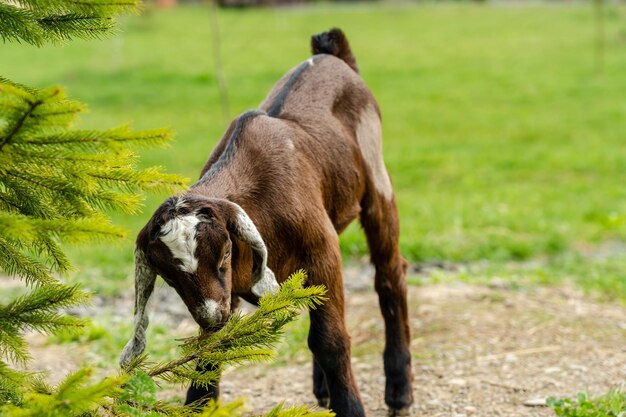 Lopeared geit of nubische geit op gras op de boerderij