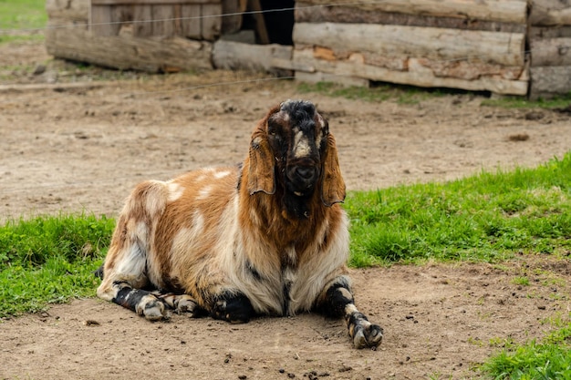 Lopeared geit of nubische geit op gras op de boerderij