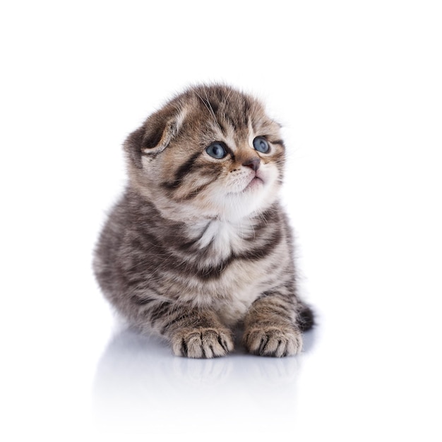 Котенок на заднем плане
