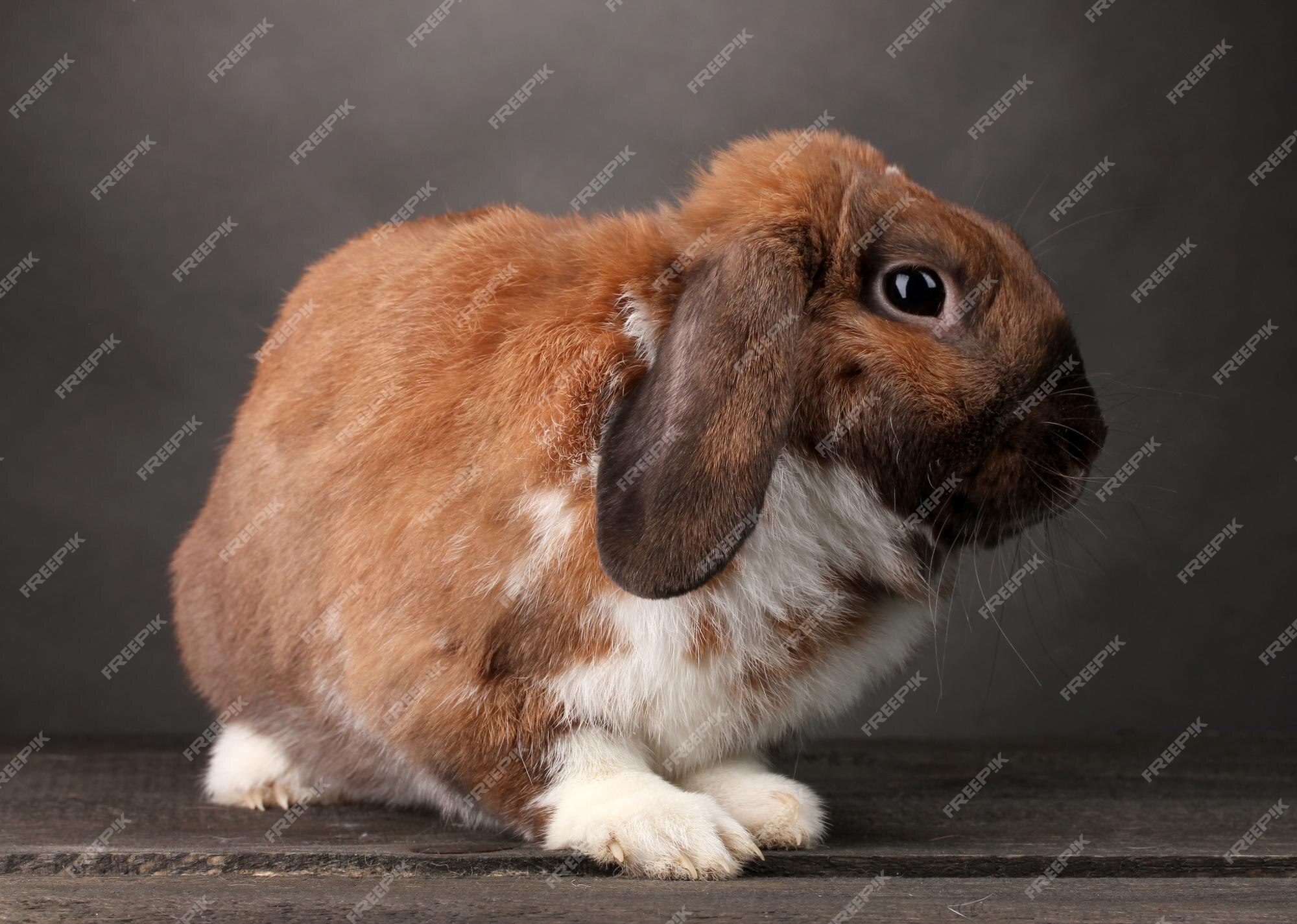 Page 49 | Holland Lop Rabbit Images - Free Download on Freepik