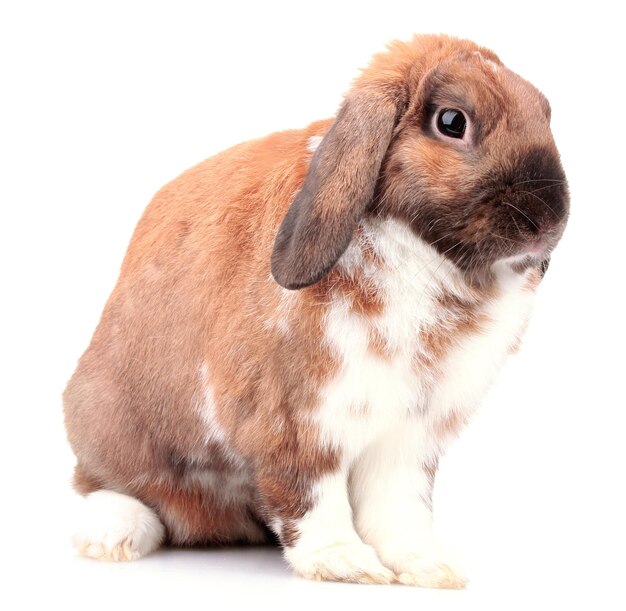 Lopeared rabbit isolated on white