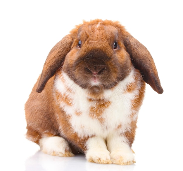 Lopeared rabbit isolated on white