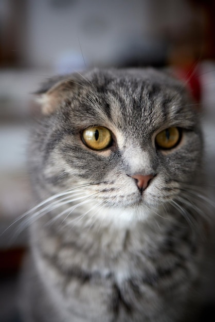 Lopeared scittish grey cat closeup darling home