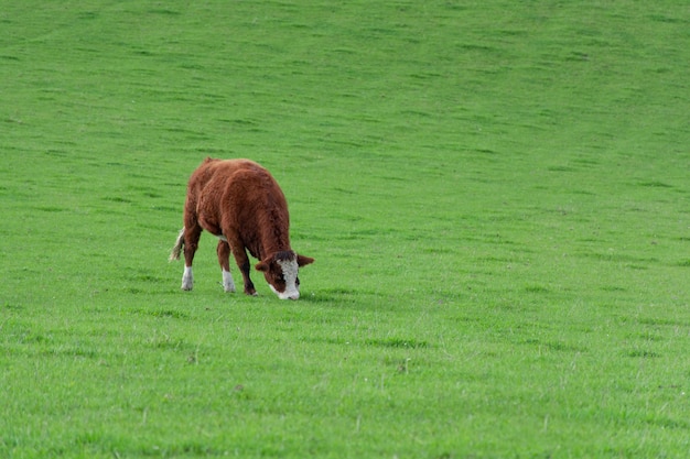 Lopend vee in groene Schotse weiden, prachtig landelijk landschap