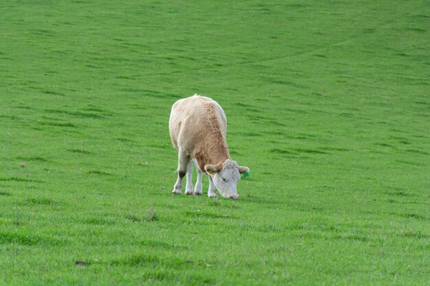 Lopend vee in groene Schotse weiden, prachtig landelijk landschap