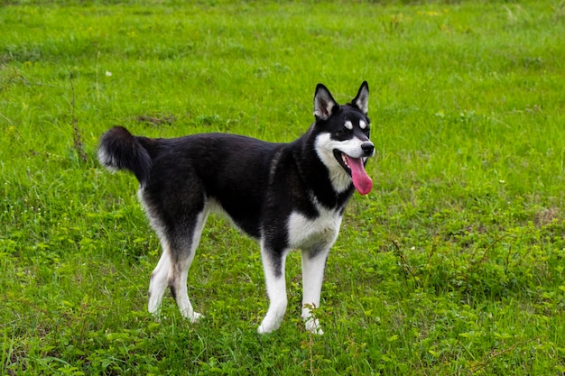 Lopende hond in wild veld