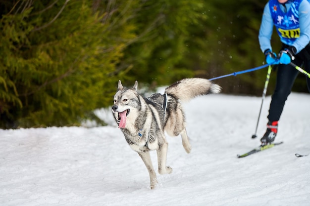 Lopende honden op sledehond racen op besneeuwde cross country road