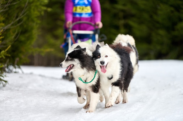 Lopende honden op sledehond racen op besneeuwde cross country road