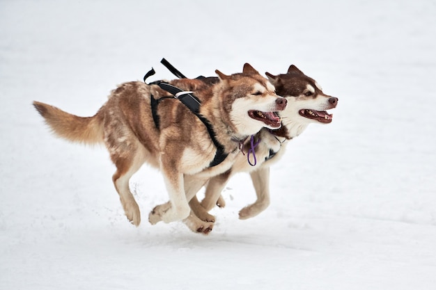 Lopende honden op sledehond racen op besneeuwde cross country road