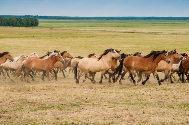 Lopende kudde paarden op het veld