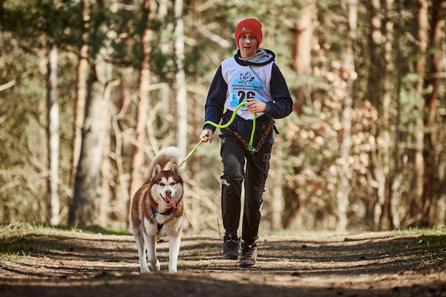 Lopende Siberische Husky sledehond in harnas trekken man op herfst bos landweg