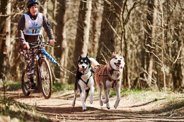 Lopende Siberische Husky sledehonden trekken scooter vrouw op herfst droog bos Husky honden scooteren