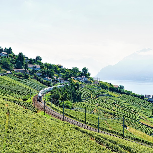 Lopende trein in Lavaux Vineyard Terraces-wandelweg dichtbij Meer Genève en Alpen, Lavaux-Oron-district, Zwitserland