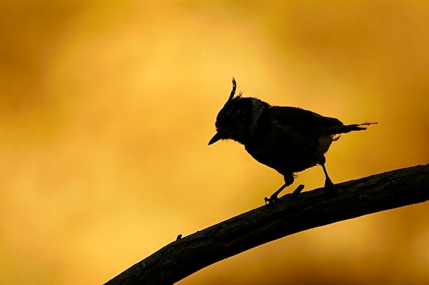 Lophophanes cristatus-アオガラは、カンムリガラ科のスズメ目の鳥の一種です。