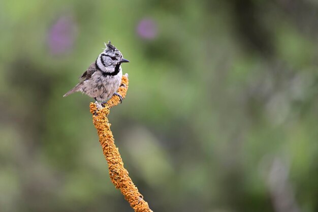 Lophophanes cristatus Лазоревка — вид воробьиных птиц семейства Paridae.