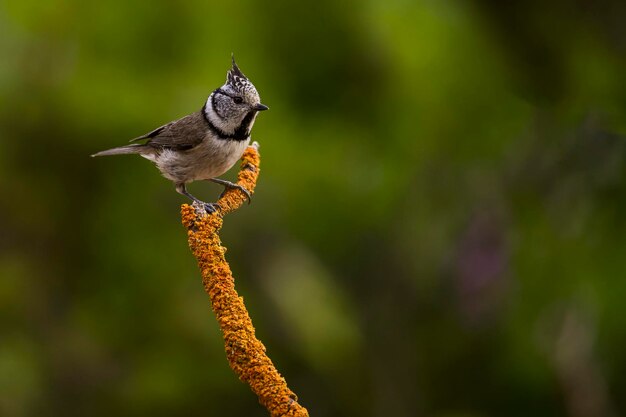 Lophophanes cristatusアオガラは、カンムリガラ科のスズメ目の鳥の一種です。