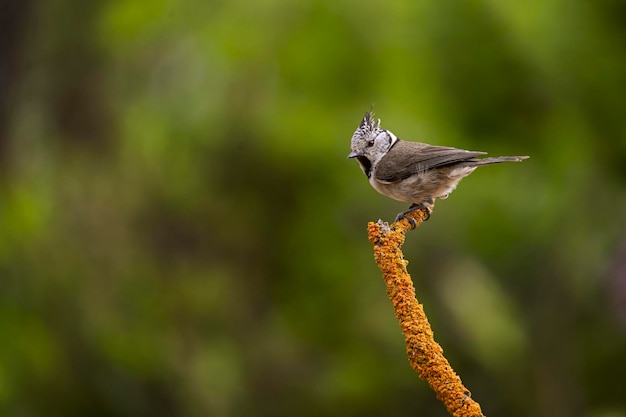 Lophophanes cristatus The blue tit is a species of passerine bird in the Paridae family