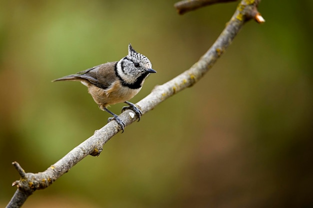 Lophophanes cristatus De pimpelmees is een zangvogel uit de familie Paridae