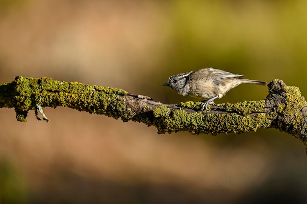 Lophophanes cristatus de pimpelmees is een zangvogel uit de familie van de paridae