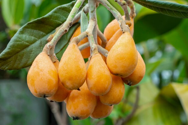 Foto loquat frutta a forma di frutta liuto strumento di frutta