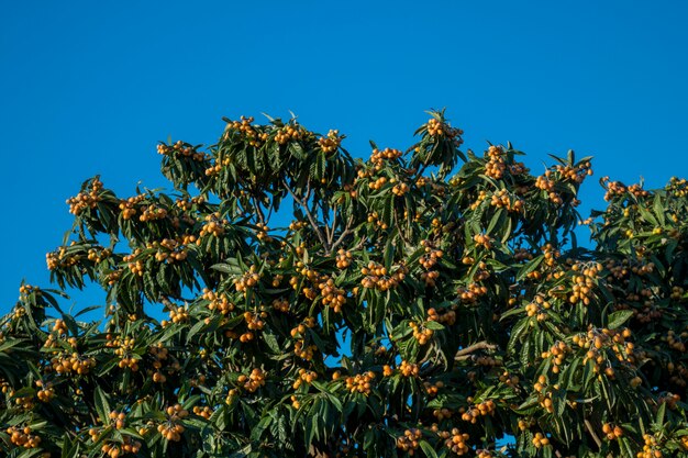 Loquat tree with fruits