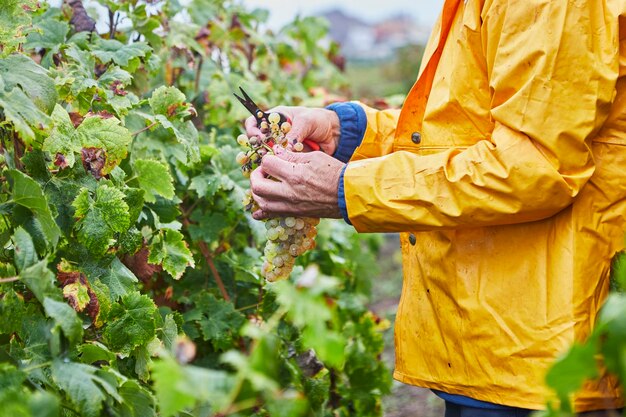 Photo lord cutting bunches of grapes harvesting