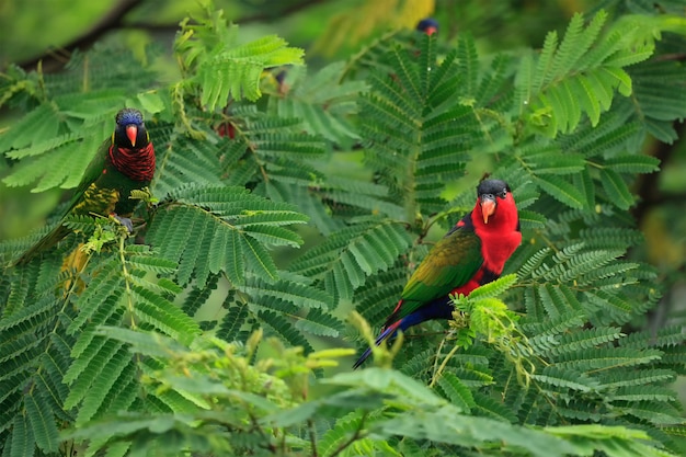 Lories in tree