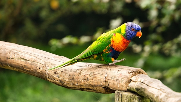 ゴシキセイガイインコは略してロリとも呼ばれ、カラフルな羽毛を持つオウムのような鳥です