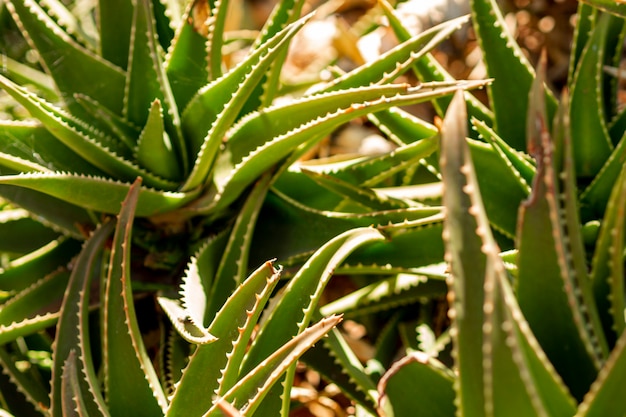 A lot of aloe vera close view