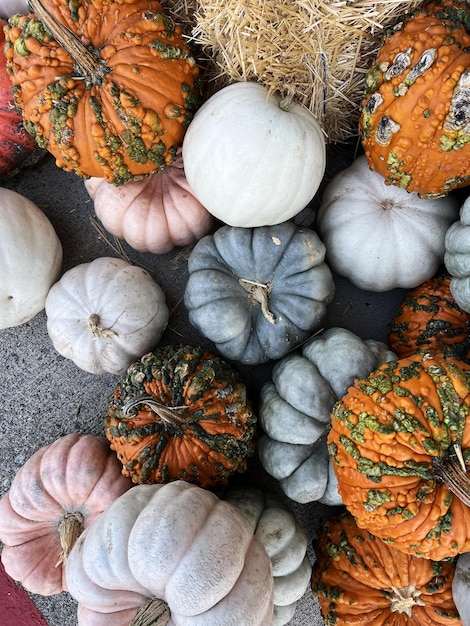 A lot of Autumn Carving Pumpkins for sale at Pumpkin Patch for Halloween